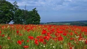 Read more about the article valley of flowers India/Himalayan flower valley