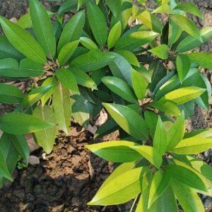 Read more about the article sapodilla/Chiku planting, grow and care