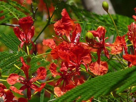 Read more about the article How to grow and care for Peacock flower