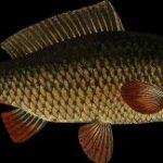 Golden Mahseer fish