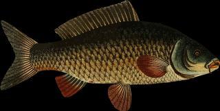 Read more about the article Golden Mahseer fish: conservation and new agenda