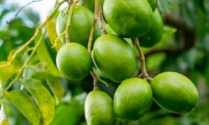 Read more about the article Health Benefits of Hog plums/Spondias Momin/ Amra fruits
