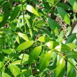Hog plum