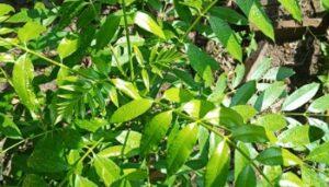 Read more about the article How to grow and care for Hog plum/Aamra plant