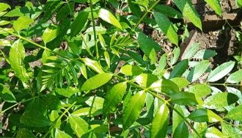 Read more about the article How to grow and care for Hog plum/Aamra plant