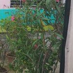 Oleinder plant flower