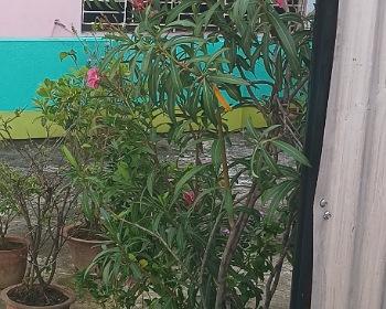 Read more about the article How to grow and care for Oleander plant flower