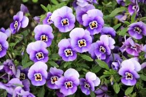 Read more about the article February birth flowers