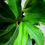 Insulin plant