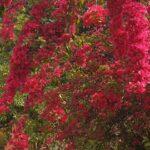 Carnival of flowers