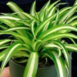 Benefits of spider plant