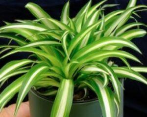 Read more about the article spider plant benefits
