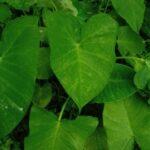 Taro plant