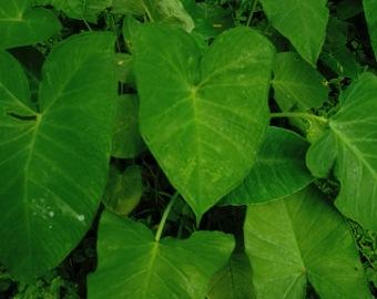 Read more about the article How to grow, care taro plant or Kachu plant and its recipes