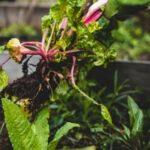 Organic farming advantages and disadvantages