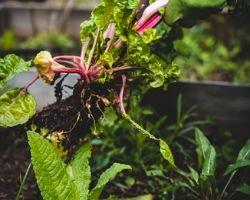 Read more about the article Organic farming advantages and disadvantages