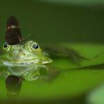 Biodiversity