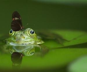 Read more about the article Biodiversity, why is biodiversity important for human lives