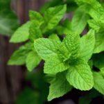 Top 10 medicinal plants and their uses