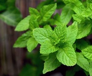 Read more about the article Top 10 medicinal plants and their uses