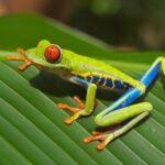 Flora and fauna