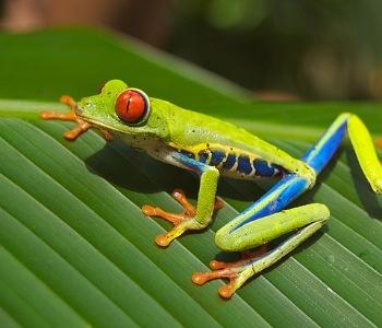 Read more about the article Importance of Flora and Fauna