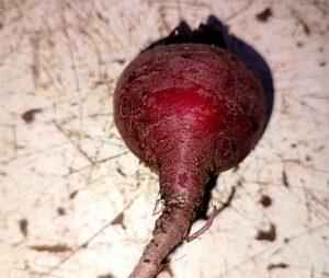 Read more about the article Side effects of beetroot