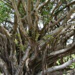 Importance and benefits of Peepal and Banyan tree