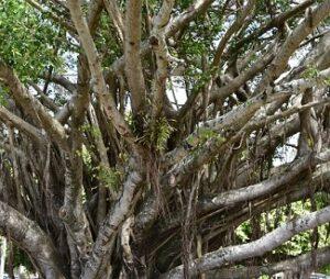Read more about the article Importance and benefits of Peepal and Banyan tree