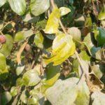 How to grow and care Jujube froit