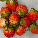 How to grow and care strawberry