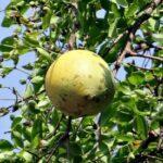 Benefits of bael plant and fruts