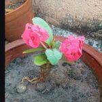 Euphorbia milii, Crown of Thorns Plant