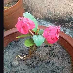 Read more about the article Resilient Beauty of Euphorbia milii, the Crown of Thorns Plant”