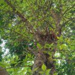 How to grow back plant indoor and outdoor