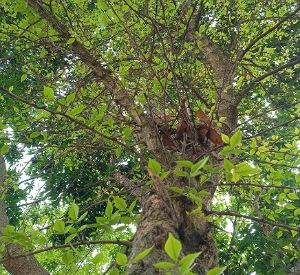Read more about the article How to grow and care for Bael/wood apple plants indoors and outdoors