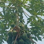 How to grow and care for a papaya plant