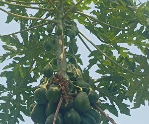 Read more about the article How to grow and care Papaya plant