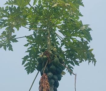 how-to-grow-and-care-for-a-papaya-plant