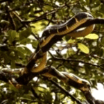5 Plants that attract Snakes