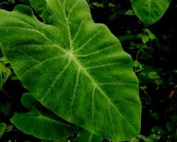Health benefits of Taro leaves