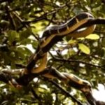 5 Plants that attract Snakes