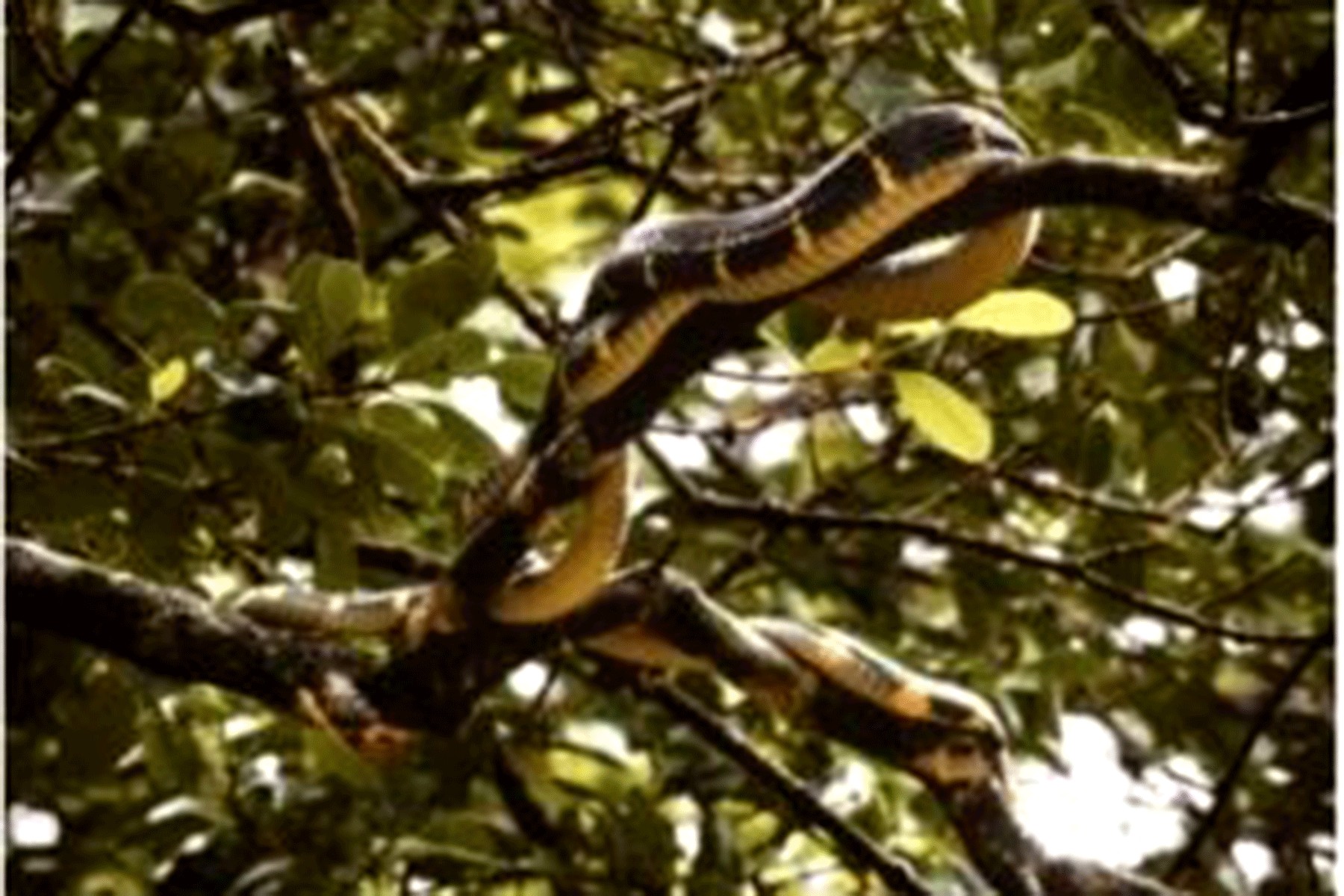5 Plants that attract Snakes