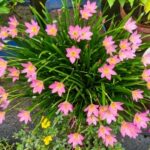 Pink rain Lily flower