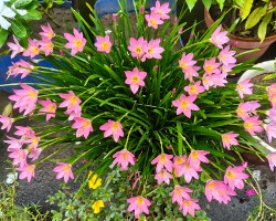 Pink rain Lily flower